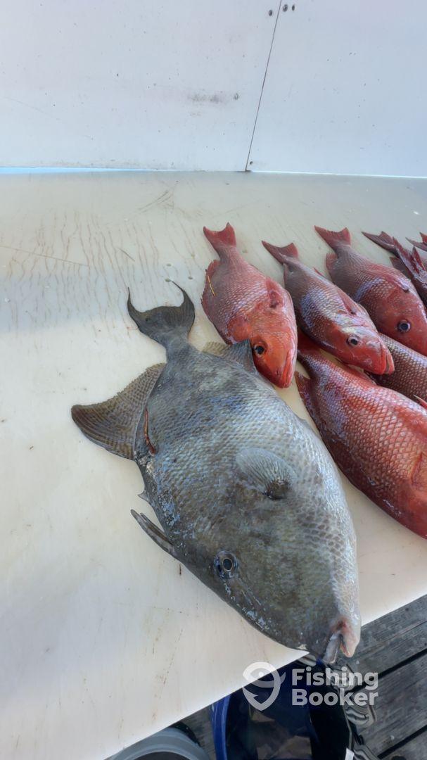 4hr Snapper Trip