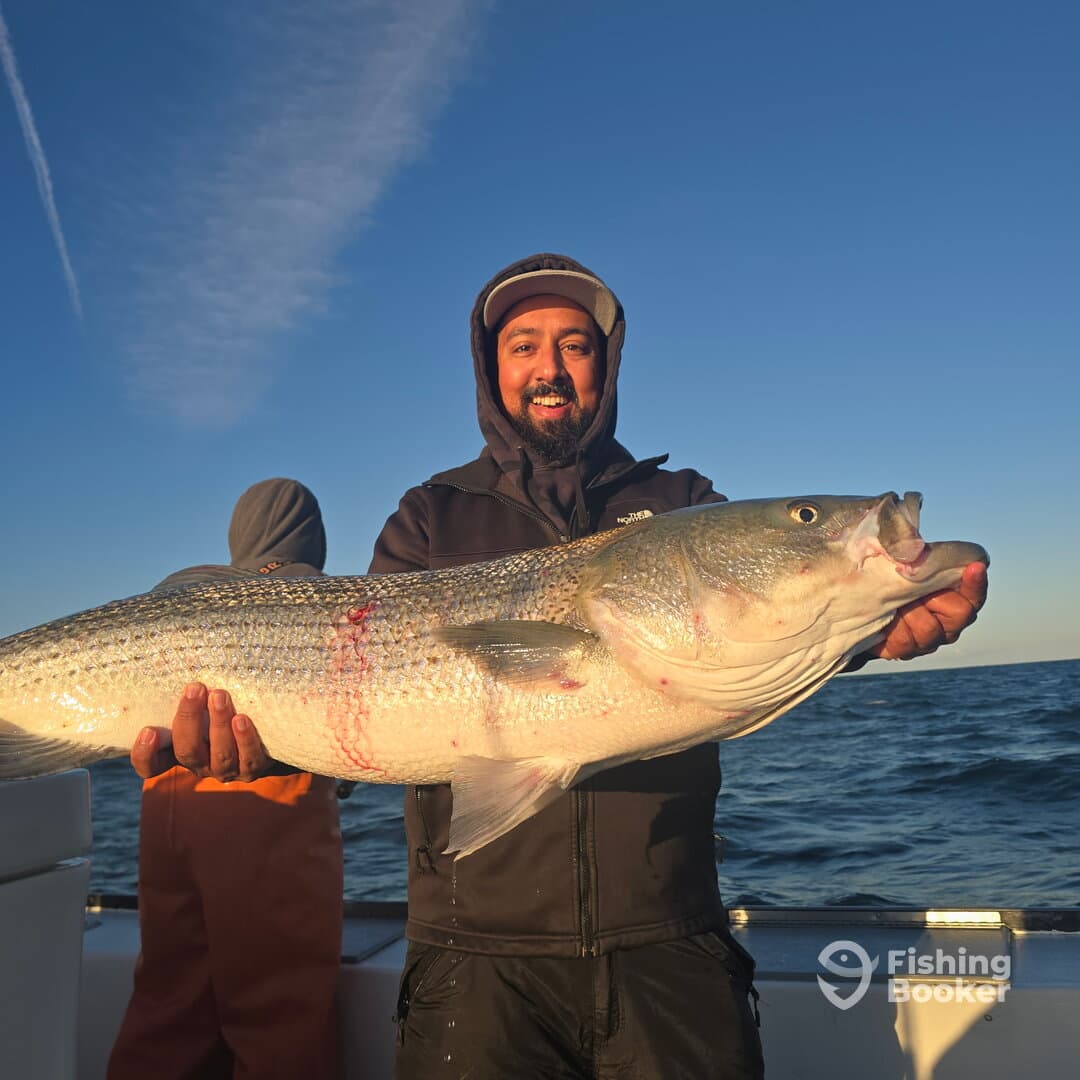 Angler proudly displaying a large striped bass while fishing offshore, with a clear blue sky in the background.