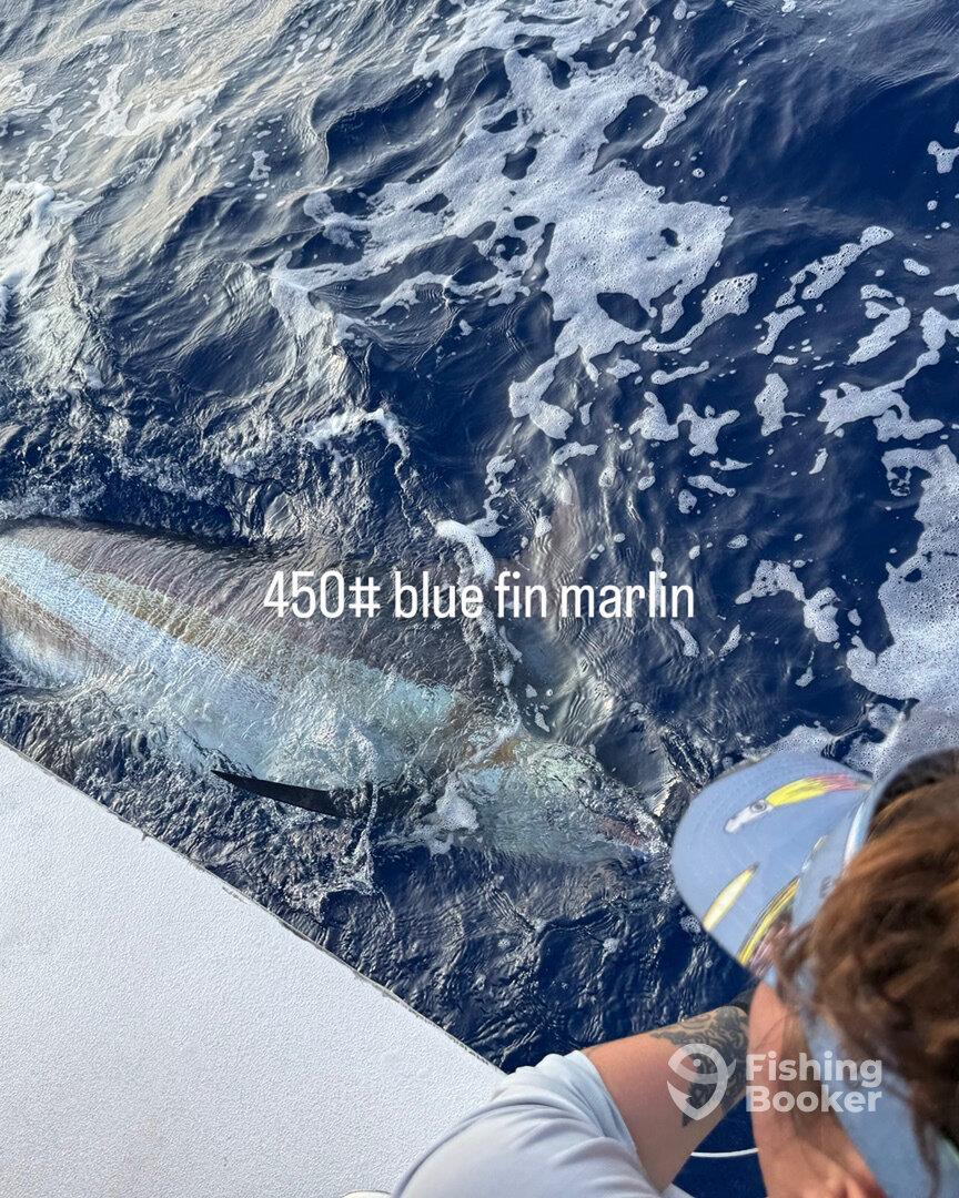 450# bluefin marlin caught