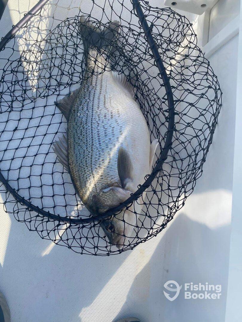 Best guide on Percy Priest