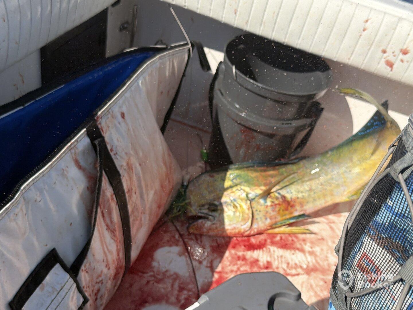 A large Mahi Mahi rests in a cooler on a fishing boat, surrounded by blood and gear, indicating a successful day on the water.