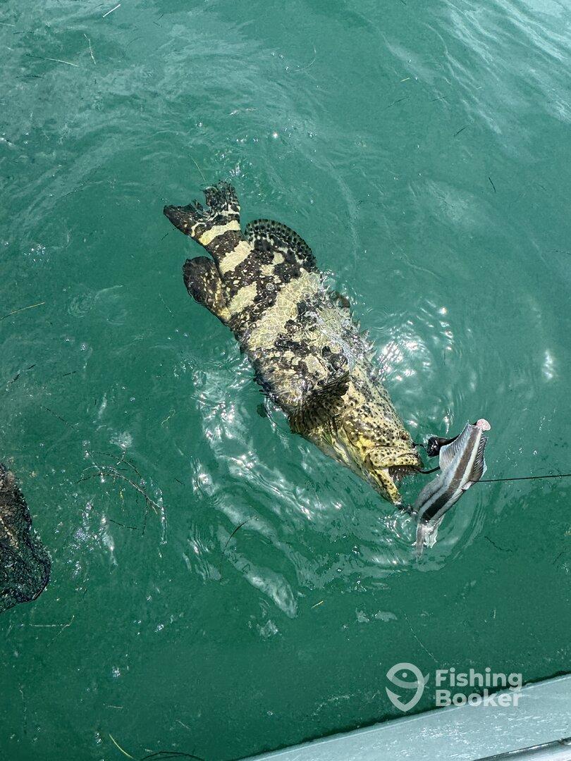 A large grouper is being reeled in while it attempts to catch a smaller fish, showcasing an exciting moment in a fishing adventure.