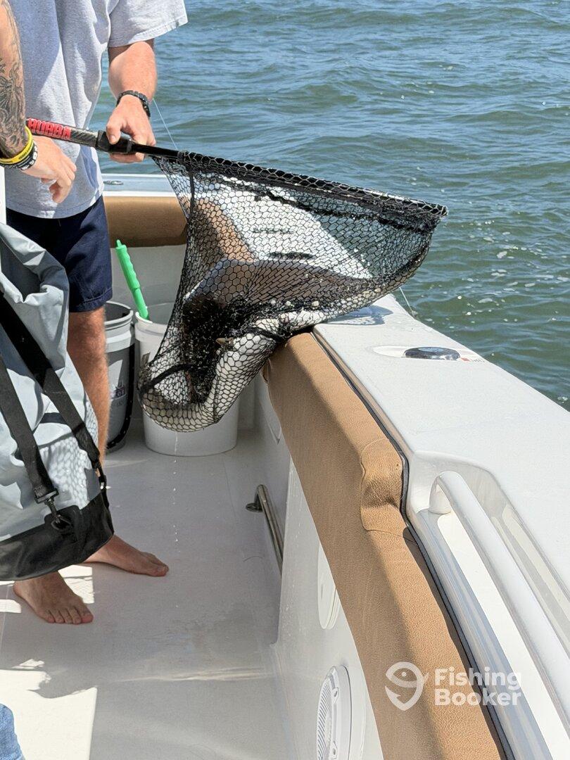 Angler using a net to bring in a catch while on a boat, showcasing the excitement of fishing in open waters.