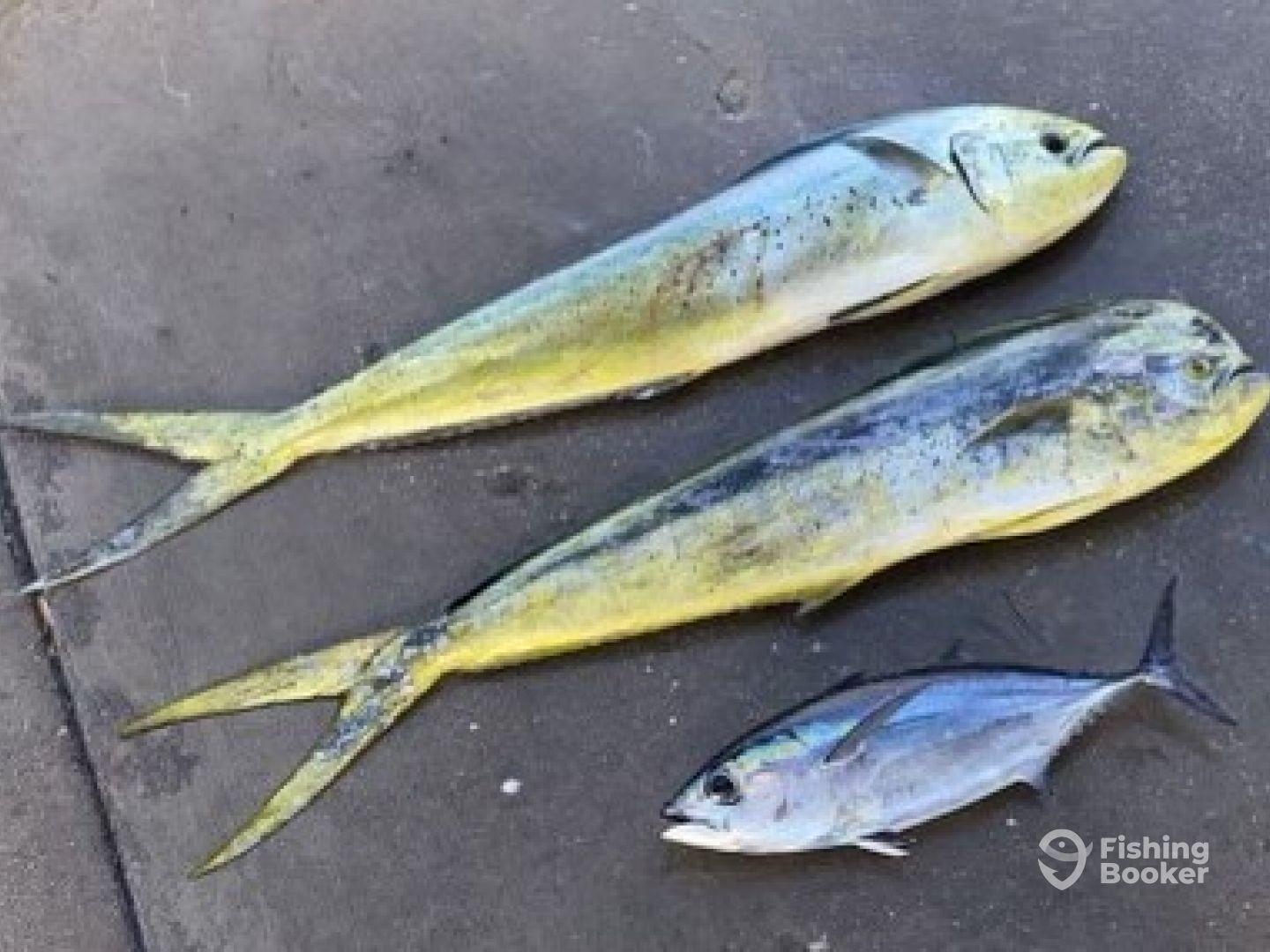 Half day trip with Captain Peter and First Mate Ken