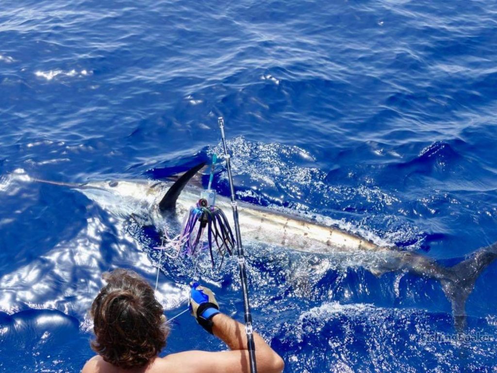 An angler fishing for Blue Marlin that is shown on the surface of the water