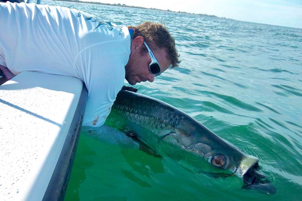 A fisherman hanging off a boat holding a big Tarpon in the water