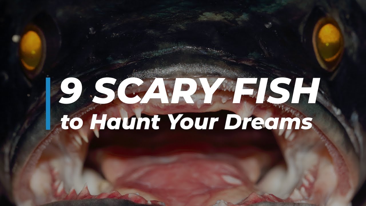 Why Anglerfish Are So Creepy