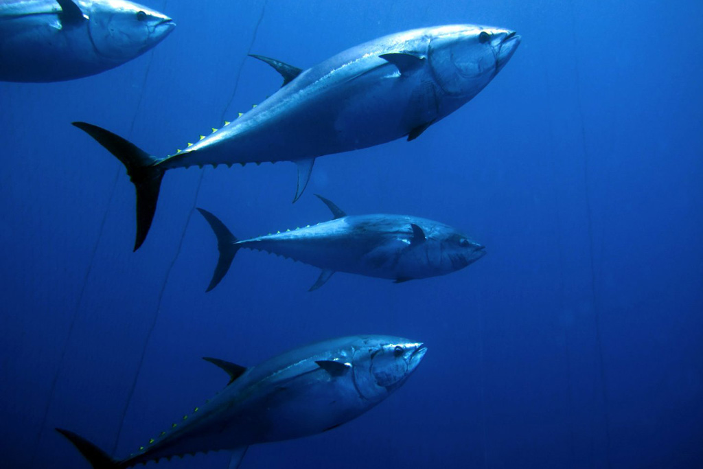 An underwater shot of four Bluefin Tuna swimming