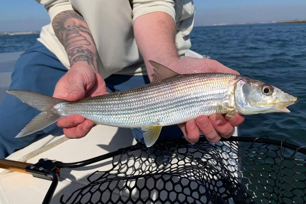 How to Go Fly Fishing in San Diego The Complete Guide (Updated 2023)