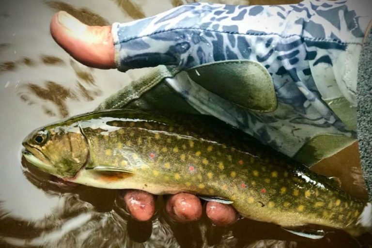 Brook Trout vs. Brown Trout A Simple Guide (Updated 2023)