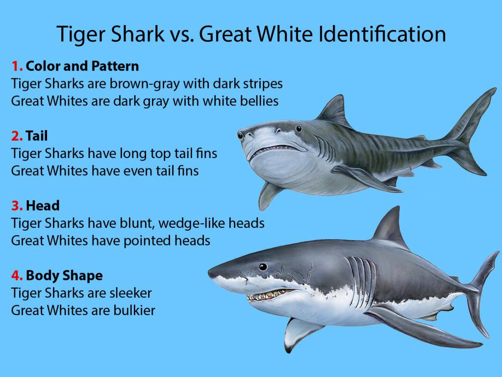 An infographic on Tiger Shark vs. Great White Shark identification. On the right, there is a Tiger Shark and a Great White Shark beneath it. On the left, text reads "1. Color and Pattern: Tiger Sharks are blue-green with dark stripes and light bellies; Great Whites are solid dark gray with white bellies." "2. Tail: Tiger Sharks have long top tail fins; Great Whites have even tail fins." "3. Head: Tiger Sharks have blunt, wedge-like heads; Great Whites have pointed heads." "4. Body Shape: Tiger Sharks are sleeker; Great Whites are bulkier"
