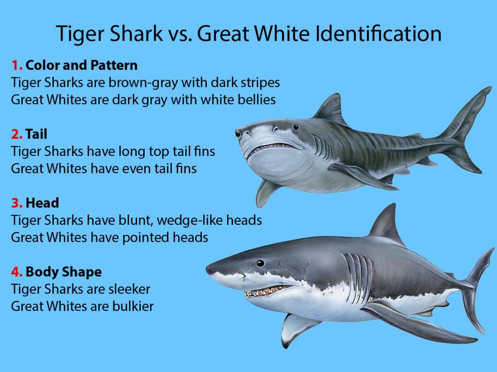 Tiger Shark vs. Great White Shark - BSS news