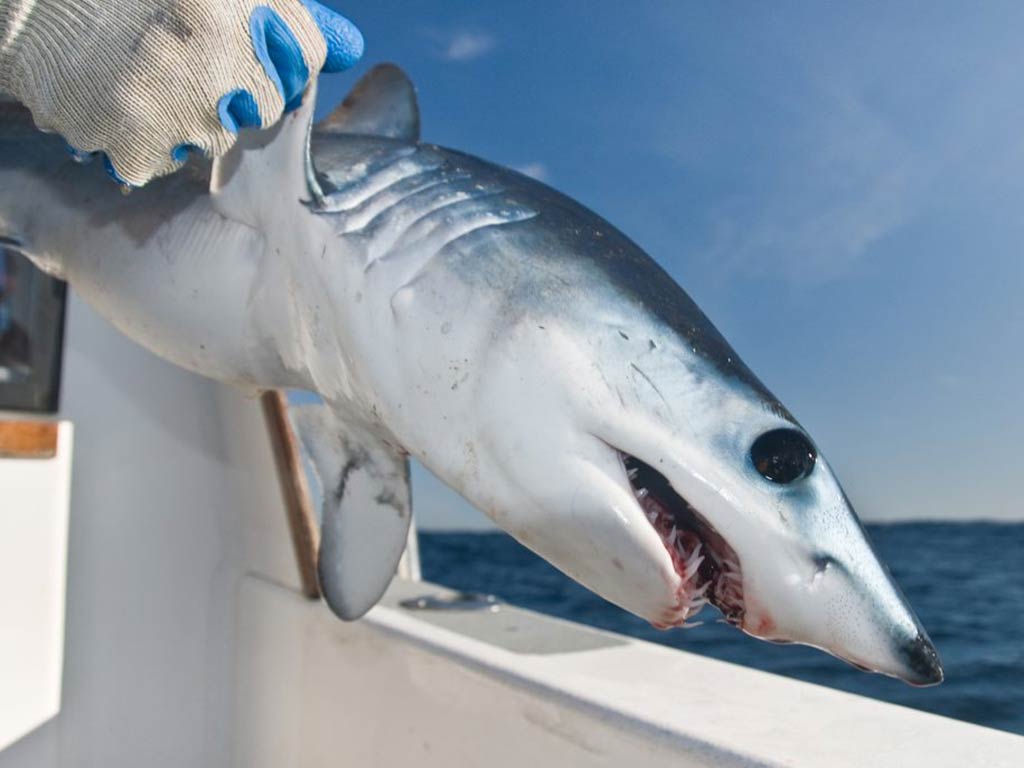 A Mako Shark being held by an angler before being released