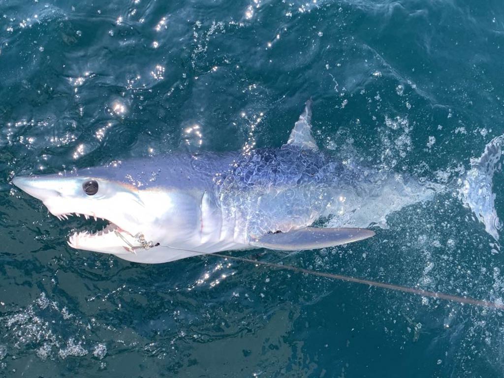 A photo of Mako Shark in the water with a hook in its mouth after Montauk Shark fishing adventure