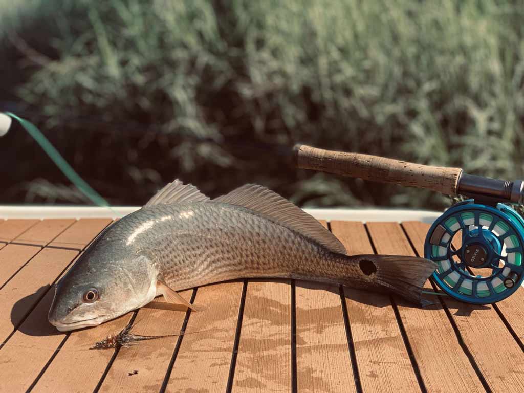 A photo showing a rod and Redfish caught while pier fishing in Charleston, South Carolina