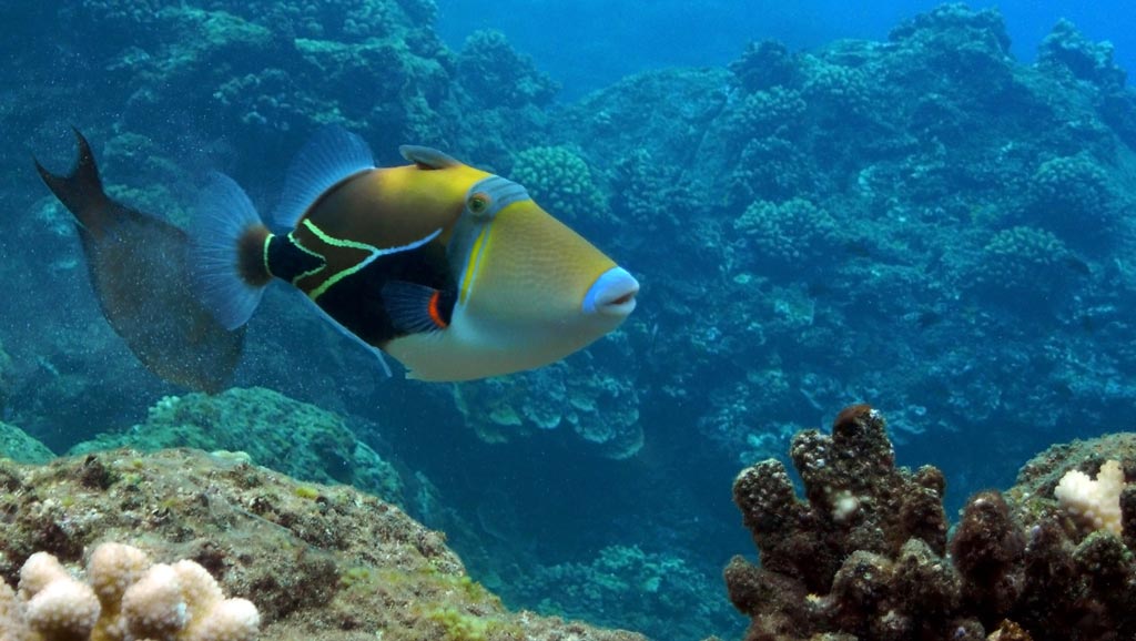 Hawaii State Fish: It's a Mouthful! (Updated 2023)