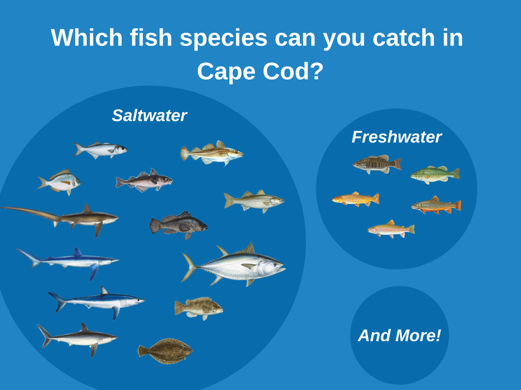 An infographic showing the different fish you can catch fishing in Cape Cod, including Striped Bass, Haddock, Cod, Bluefish, Bluefin Tuna, Sharks, and other saltwater and freshwater species.