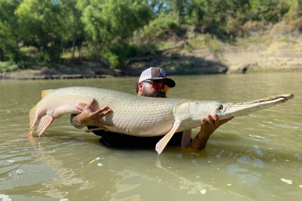 Arkansas State Fish A Southern Behemoth