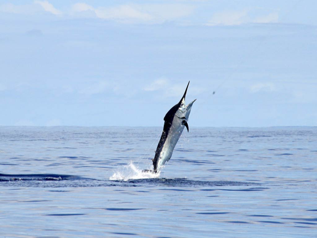 Black Marlin, the fastest fish in the ocean, leaping out of the water in it's full glory