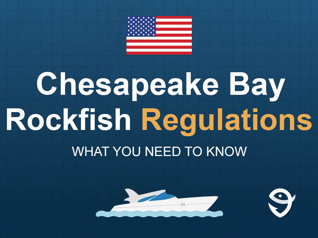 Rockfish Fishing in Chesapeake Bay The Complete Guide