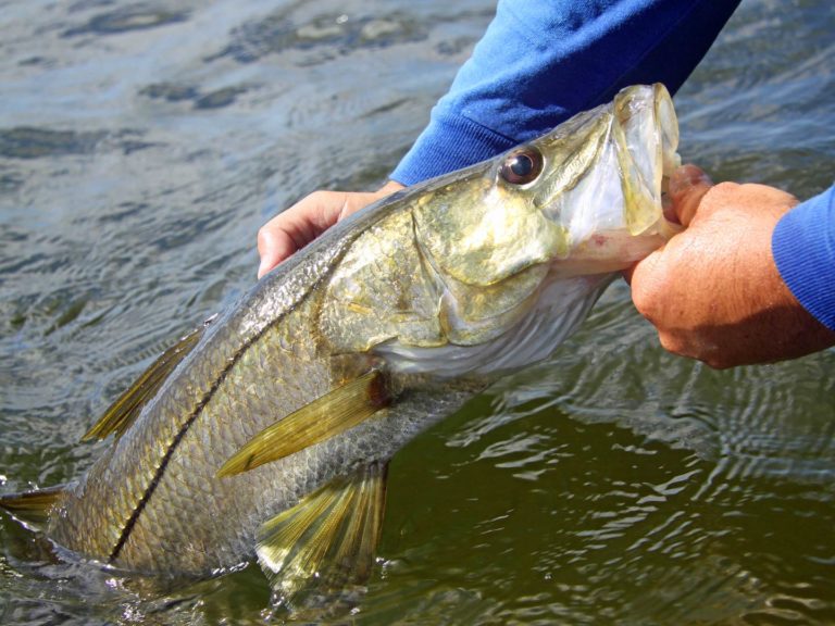 How to Fish for Snook: The Complete Guide