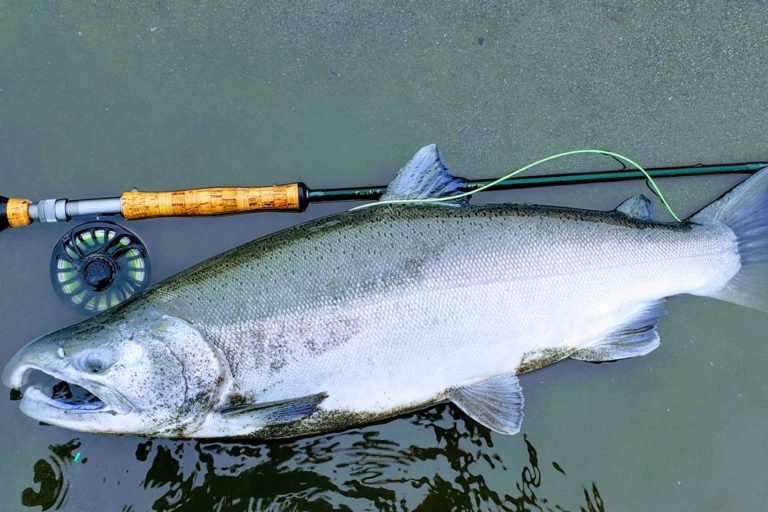 Salmon Fishing in Michigan The Complete Guide (Updated 2022)