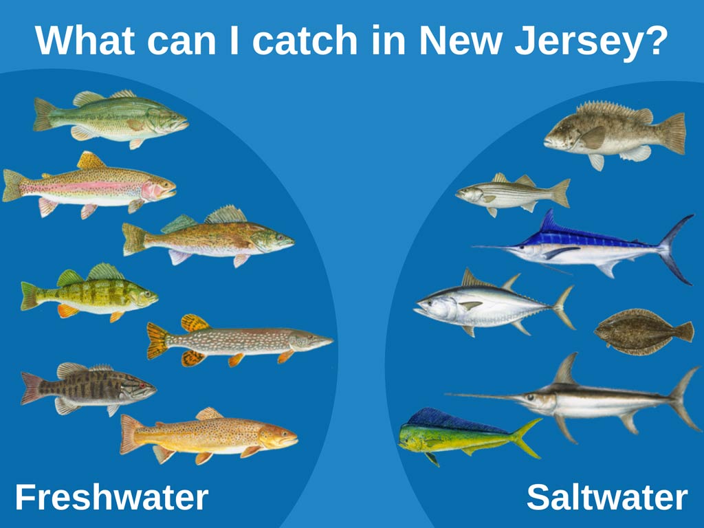 New Jersey Fishing The Complete Guide (Updated 2022)