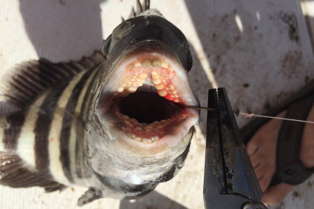 A face-on view of a Sheepshead with its mouth open and showing its rows of teeth