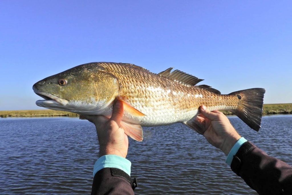 A Redfish being held up with the marshland in the background.