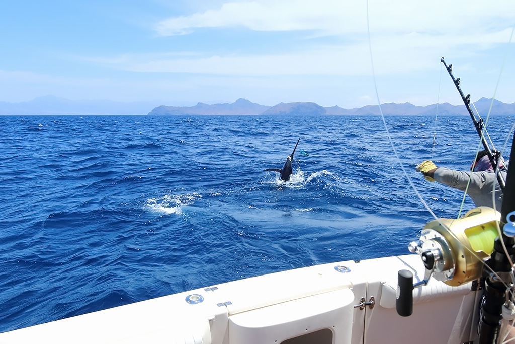 How to Go Deep Sea Fishing in Gold Coast The Complete Guide (Updated 2023)