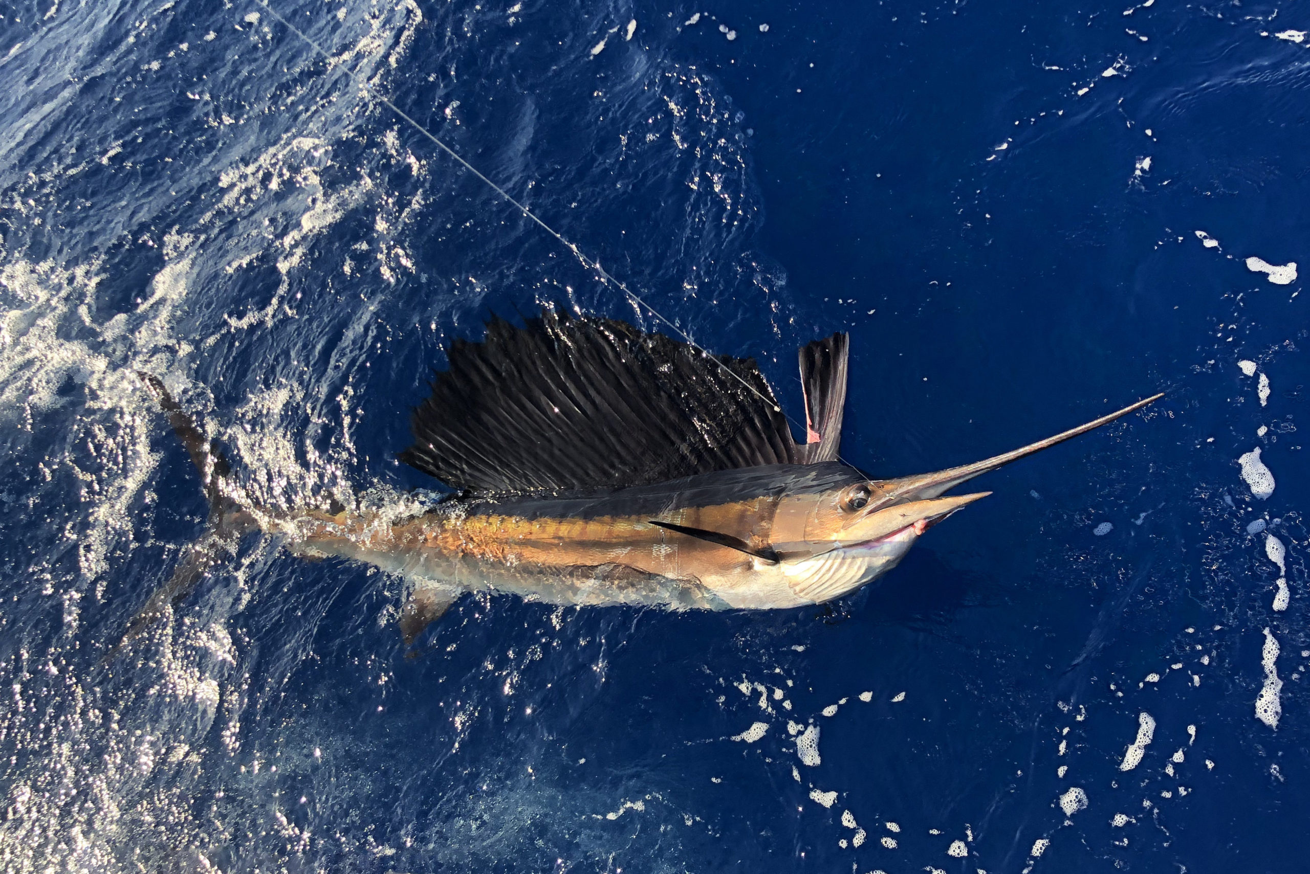 A Sailfish in the water next to a Key West fishing charter