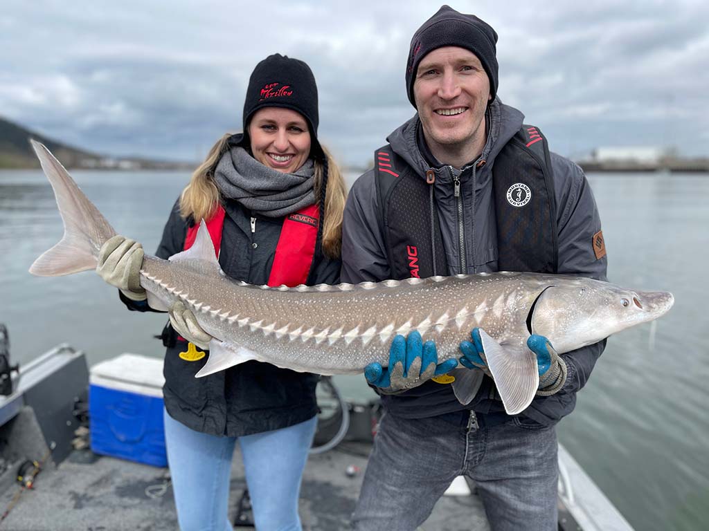 Oregon Sturgeon Fishing All You Need to Know Gary Spivack