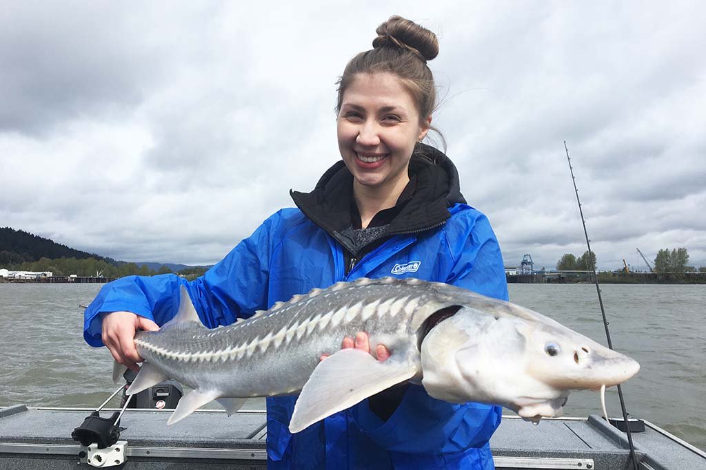 Oregon Sturgeon Retention 2024 Andra Blanche