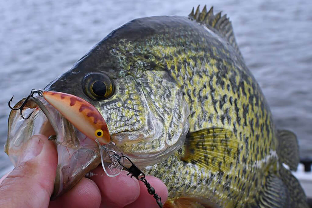 En Svart Crappie med en plugg agn i munnen