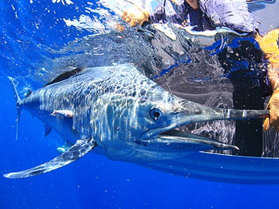 A large Marlin fish bursting out of the water near a sportfishing boat, with land in the distance