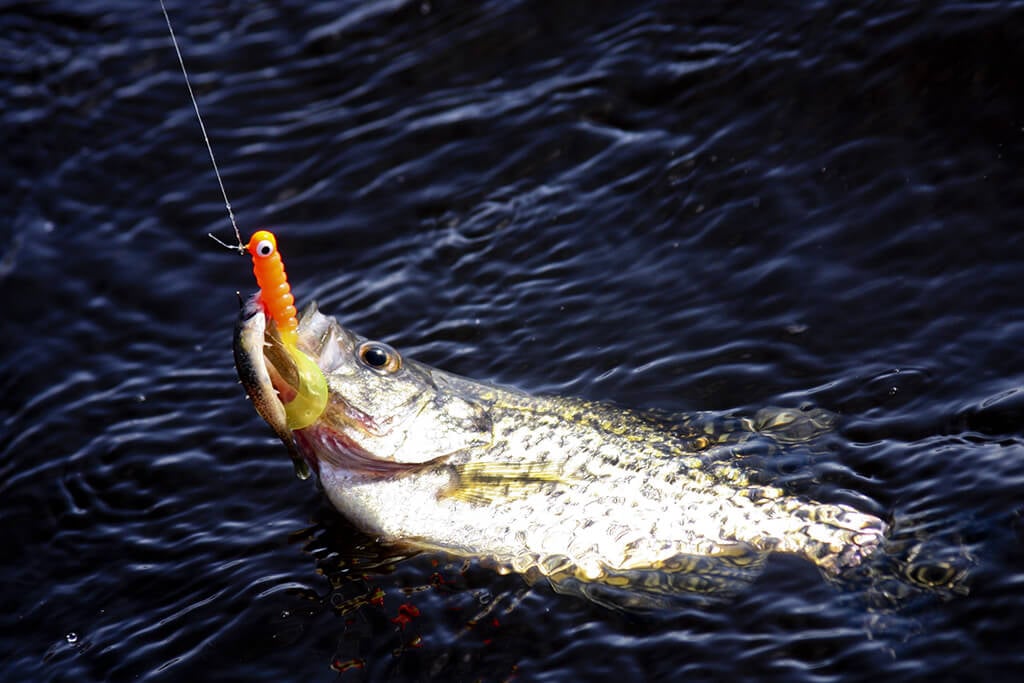 A White Crappie in the water eating a jig, one of the best Crappie baits available