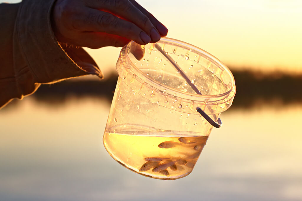 um pequeno balde cheio de peixinhos vivos mantidos à luz com um lago atrás