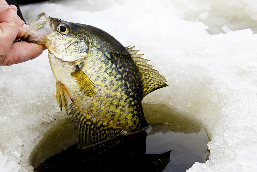 en friskfanget Crappie holdt ud af et hul i isen