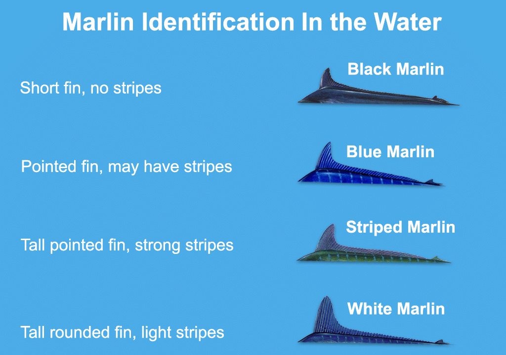 An infographic explaining how to identify Black, Blue, White, and Striped Marlin based on their fin and stripes