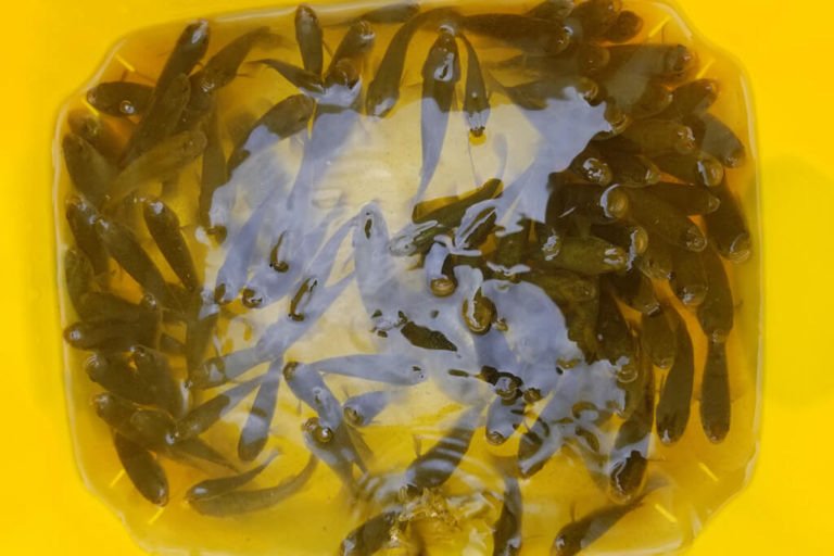 Best Bait for Walleye and How to Use It (Updated 2023)