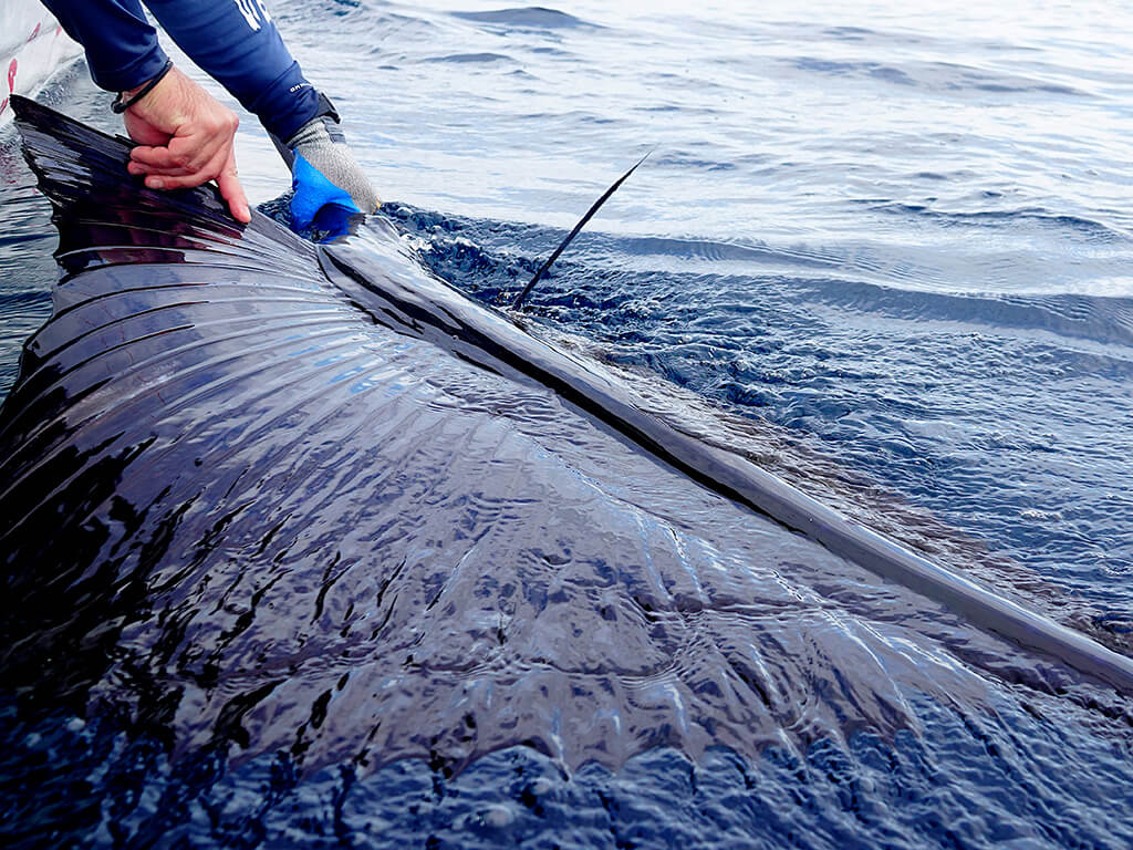 A Sailfish held next to a boat before being released