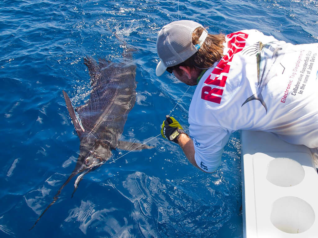 A man pulling a hooked Sailfish towards the boat so that he can safely release it