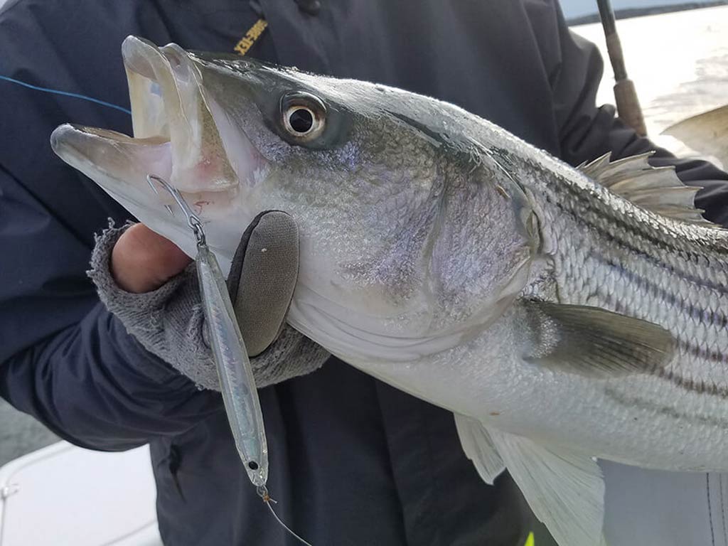 Best Bait for Striped Bass and How to Use It (Updated 2023)