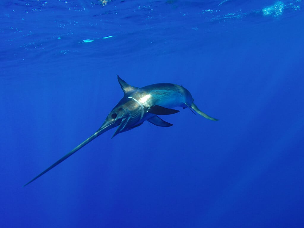 A Swordfish swimming underwater