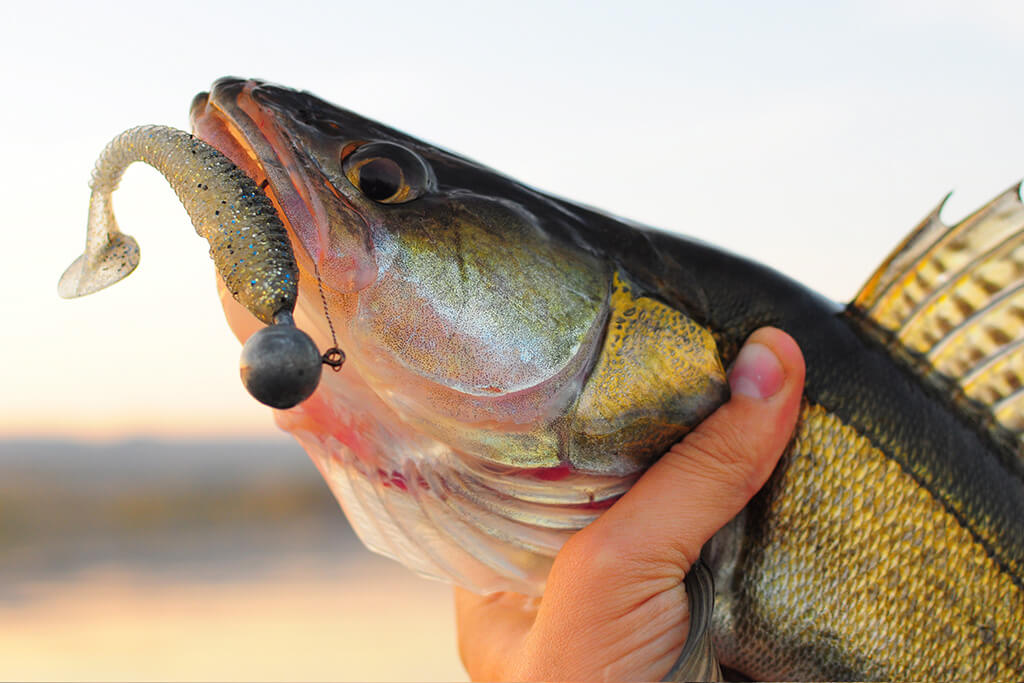 Best Bait for Walleye and How to Use It