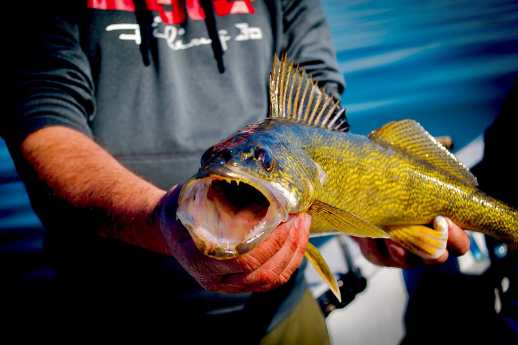 best color grub for walleye