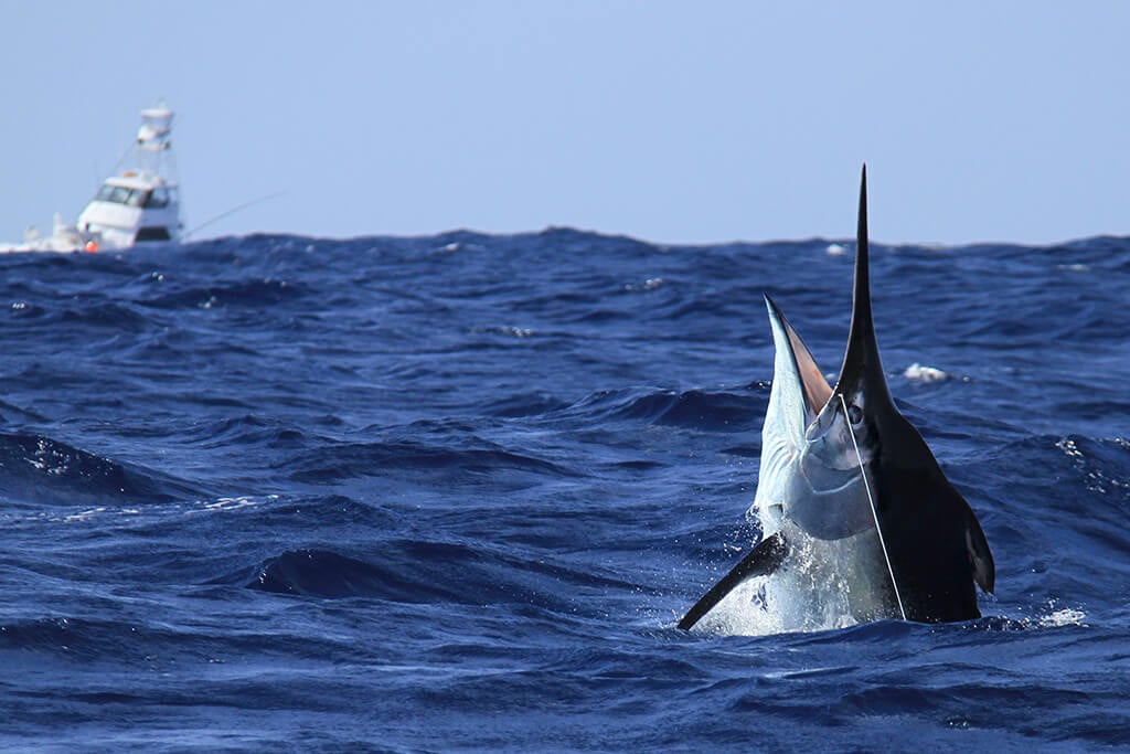 A Black Marlin, the largest species of Billfish, breaching the surface of the sea, with a sportfishing boat in the distance