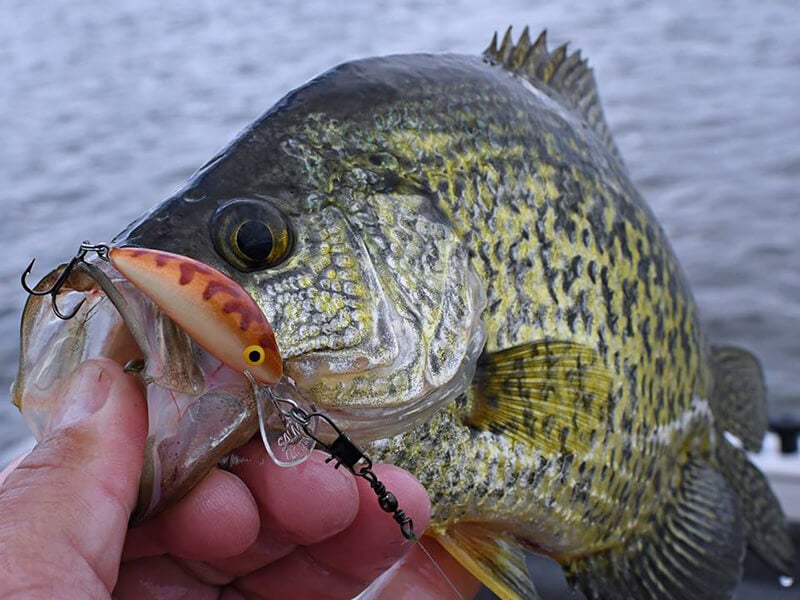 A Crappie fish with a lure in its mouth