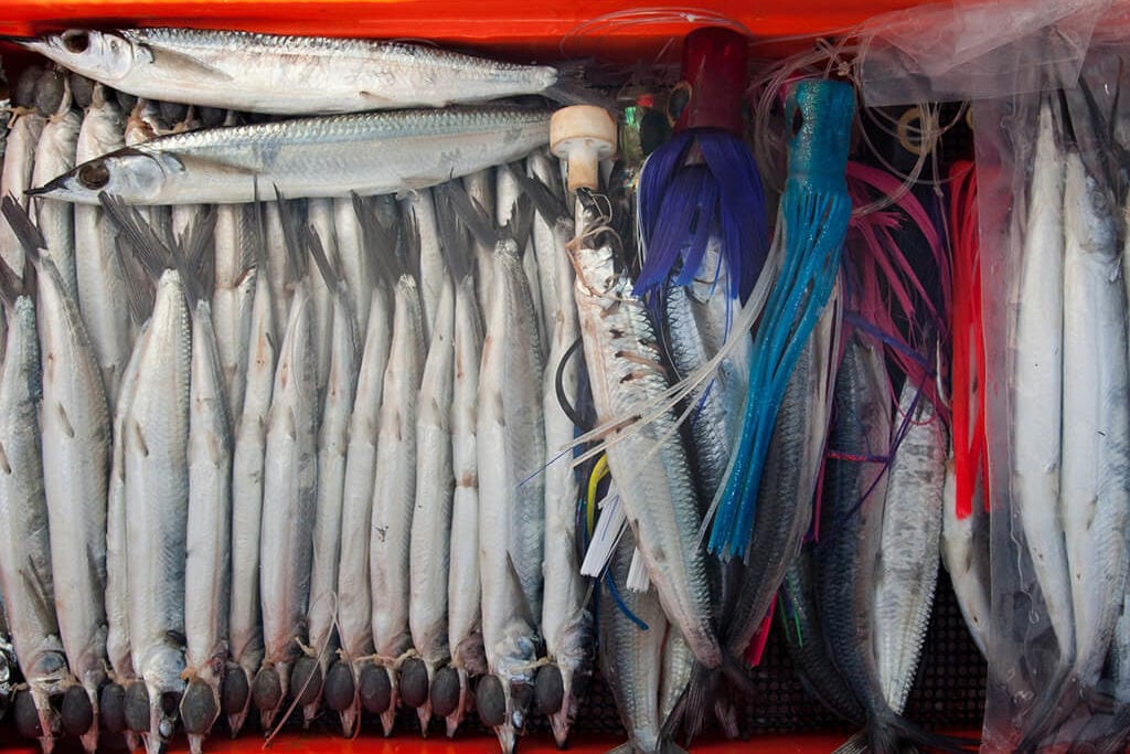 A box full of fresh ballyhoo bait, some of which is headed with trolling lures