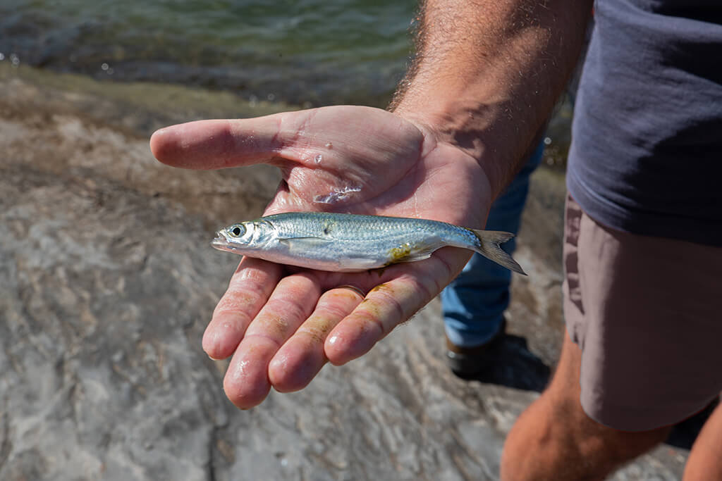 Best Bait for Flounder and How to Use It | Gary Spivack